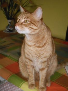 Abel Bild von Abel