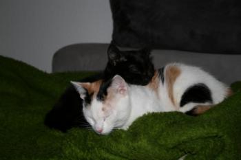 Bild von Allison