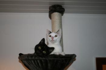 Bild von Allison