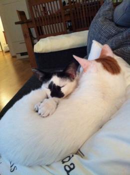 Asha Bild von Asha