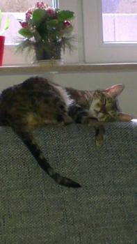 Avelina Bild von Avelina