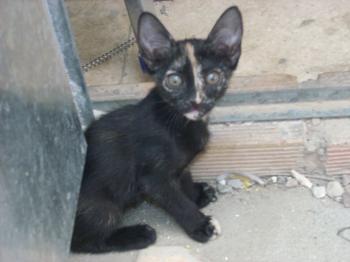 Kitty Bild von Kitty