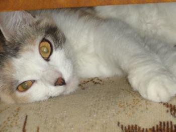 Belinda Bild von Belinda