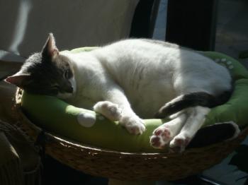 Bonita Bild von Bonita