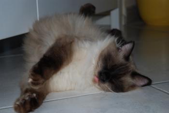 Brownie Bild von Brownie