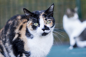 Mazurca Bild von Mazurca