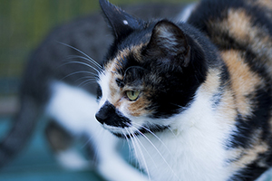 Mazurca Bild von Mazurca