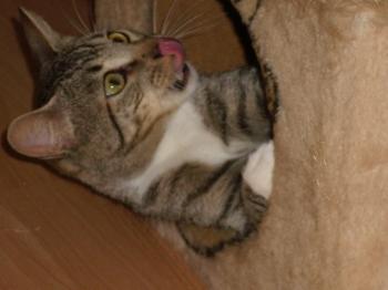Charlie Bild von Charlie