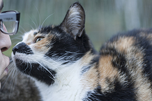 Mazurca Bild von Mazurca