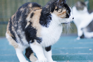 Mazurca Bild von Mazurca