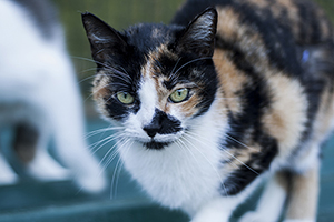 Mazurca Bild von Mazurca