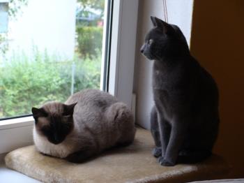 Bailey und Azul Bild von Azul