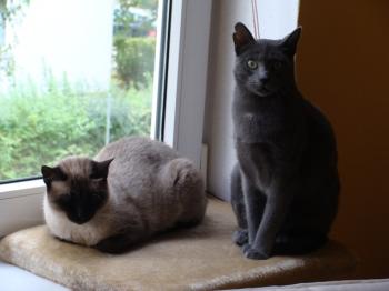 Bailey und Azul Bild von Bailey