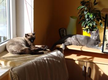 Bailey und Azul Bild von Bailey