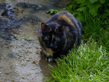 Rosalind Bild von Rosalind