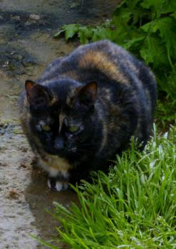 Rosalind Bild von Rosalind