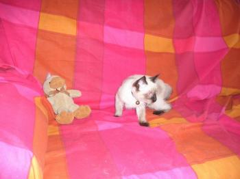 Molly Bild von Molly