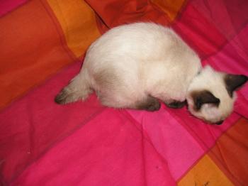 Molly Bild von Molly