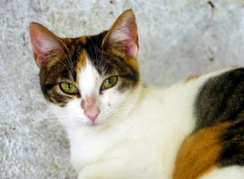 Babette Bild von Babette