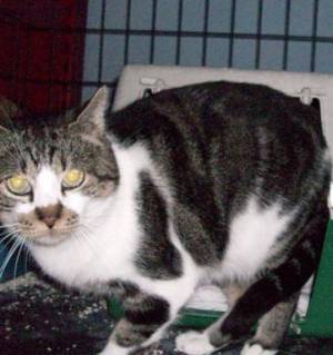 Panchi Bild von Panchi