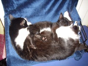 Bagheera Bild von Bagheera