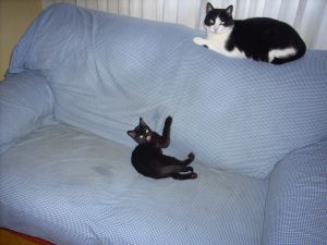 Bagheera Bild von Bagheera