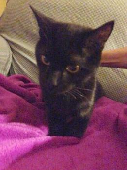 Bagheera Bild von Bagheera