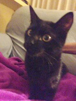 Bagheera Bild von Bagheera