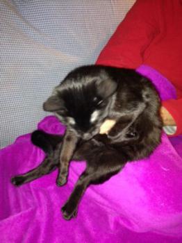 Bagheera Bild von Bagheera