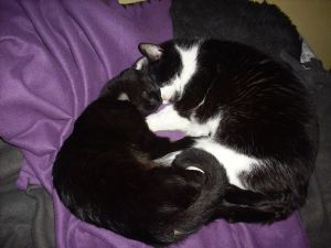 Bagheera Bild von Bagheera