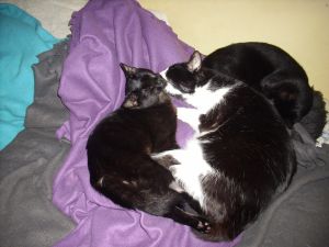 Bagheera Bild von Bagheera