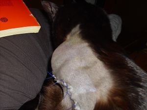 Bagheera Bild von Bagheera
