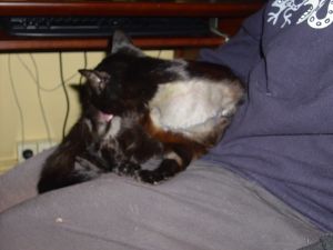 Bagheera Bild von Bagheera