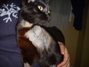 Bagheera Bild von Bagheera