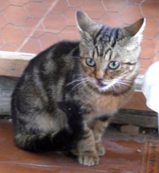 Bild von Nacha