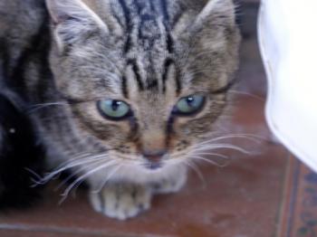 Bild von Nacha