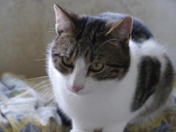Pedro Bild von Pedro