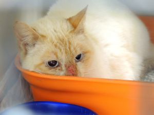 Apricot Bild von Apricot