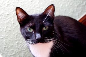 Diva Bild von Diva