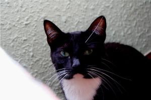 Diva Bild von Diva
