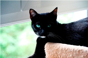 Diva Bild von Diva