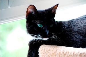 Diva Bild von Diva
