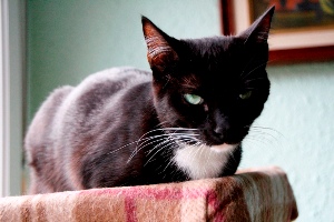 Diva Bild von Diva