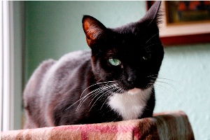 Diva Bild von Diva
