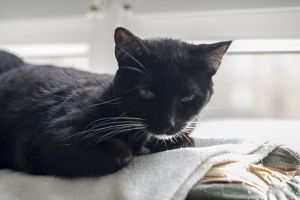 Diva Bild von Diva