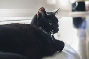 Diva Bild von Diva