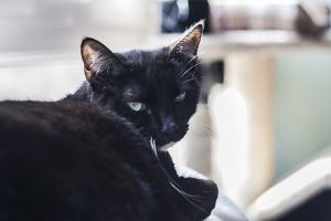 Diva Bild von Diva