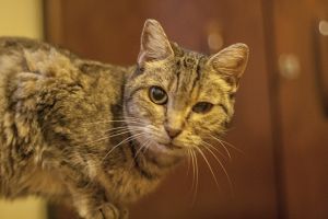Tigra Bild von Tigra