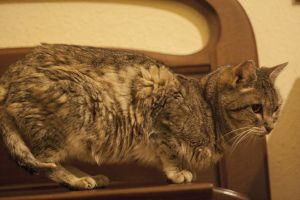 Tigra Bild von Tigra