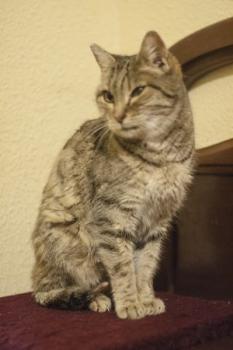 Tigra Bild von Tigra